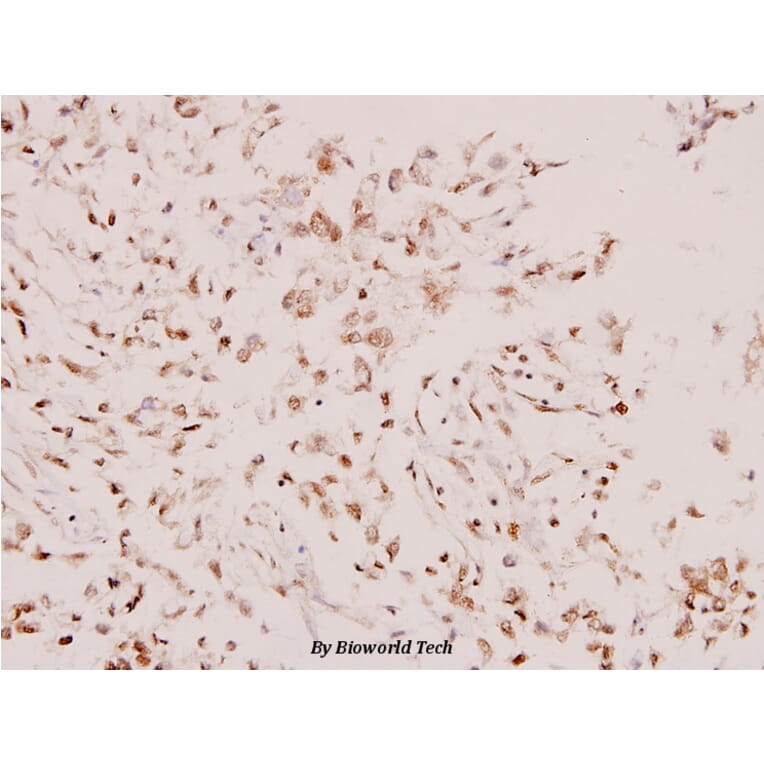 Anti-Syk (L519) Antibody from Bioworld Technology (BS1344) - Antibodies.com