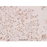 Anti-Syk (L519) Antibody from Bioworld Technology (BS1344) - Antibodies.com