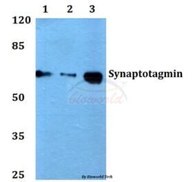 Anti-Synaptotagmin (T196) Antibody from Bioworld Technology (BS1346) - Antibodies.com