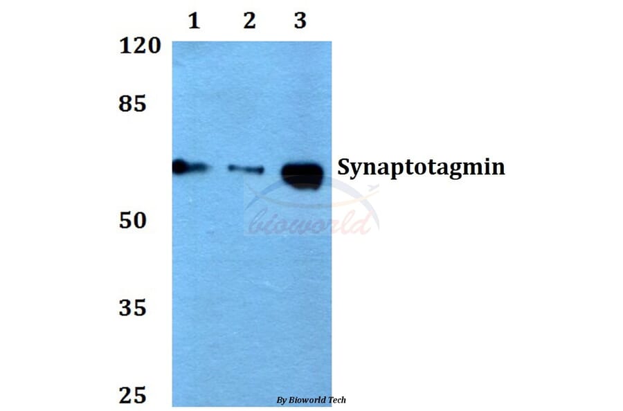 Anti-Synaptotagmin (T196) Antibody from Bioworld Technology (BS1346) - Antibodies.com