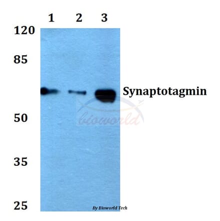 Anti-Synaptotagmin (T196) Antibody from Bioworld Technology (BS1346) - Antibodies.com