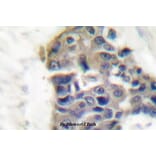 Anti-Synaptotagmin (T196) Antibody from Bioworld Technology (BS1346) - Antibodies.com