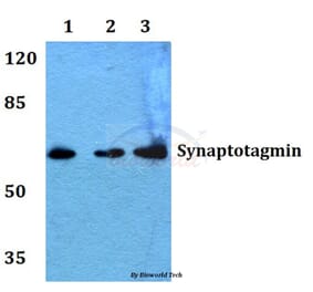 Anti-Synaptotagmin (M303) Antibody from Bioworld Technology (BS1347) - Antibodies.com