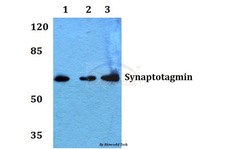 Anti-Synaptotagmin (M303) Antibody from Bioworld Technology (BS1347) - Antibodies.com