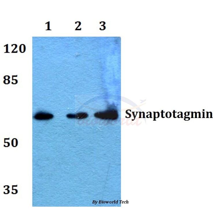 Anti-Synaptotagmin (M303) Antibody from Bioworld Technology (BS1347) - Antibodies.com