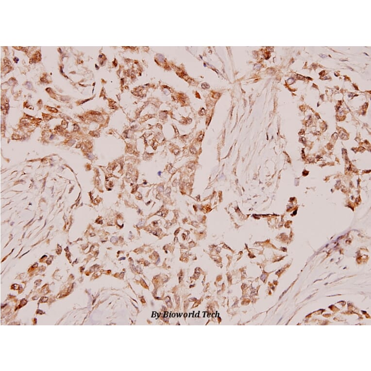 Anti-Synaptotagmin (M303) Antibody from Bioworld Technology (BS1347) - Antibodies.com