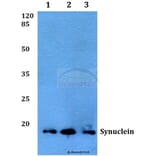 Anti-Synuclein-pan (A19) Antibody from Bioworld Technology (BS1349) - Antibodies.com
