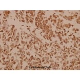Anti-Synuclein-pan (A19) Antibody from Bioworld Technology (BS1349) - Antibodies.com