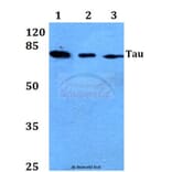 Anti-Tau (T175) Antibody from Bioworld Technology (BS1350) - Antibodies.com