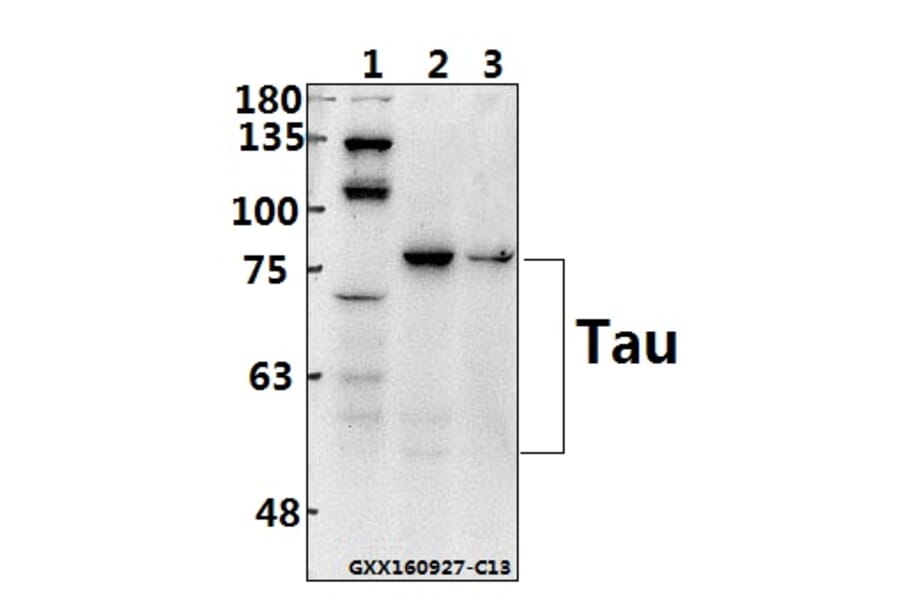 Anti-Tau (S199) Antibody from Bioworld Technology (BS1351) - Antibodies.com