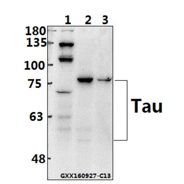 Anti-Tau (S199) Antibody from Bioworld Technology (BS1351) - Antibodies.com