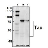 Anti-Tau (S199) Antibody from Bioworld Technology (BS1351) - Antibodies.com