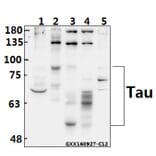 Anti-Tau (S208) Antibody from Bioworld Technology (BS1352) - Antibodies.com