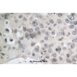 Anti-Tau (S208) Antibody from Bioworld Technology (BS1352) - Antibodies.com