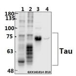 Anti-Tau (K225) Antibody from Bioworld Technology (BS1353) - Antibodies.com