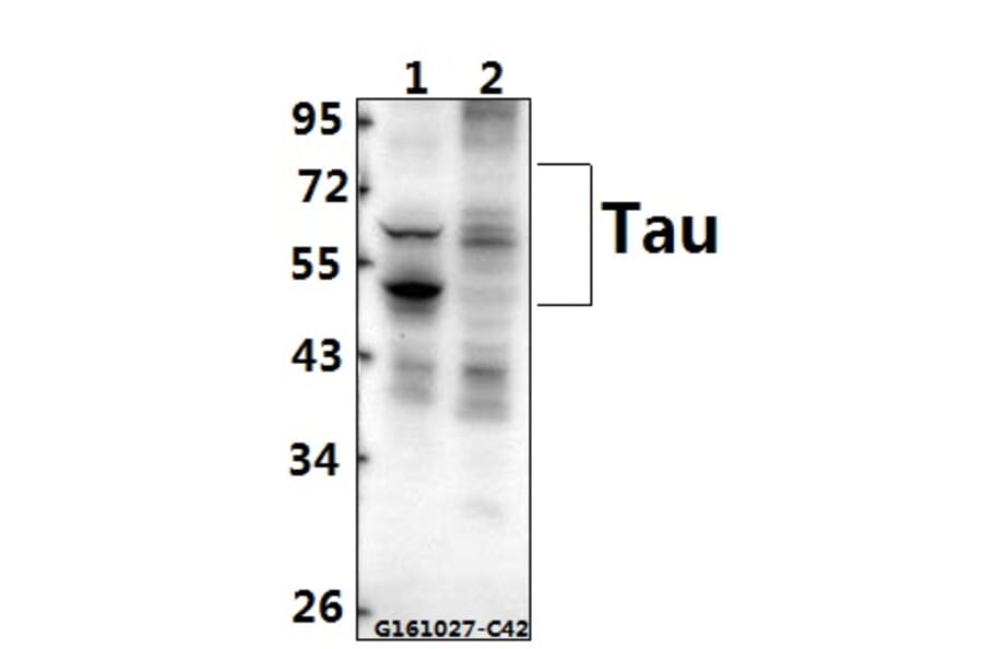 Anti-Tau (V229) Antibody from Bioworld Technology (BS1354) - Antibodies.com