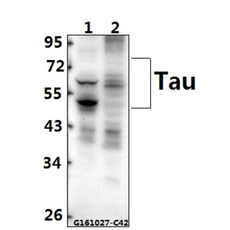Anti-Tau (V229) Antibody from Bioworld Technology (BS1354) - Antibodies.com