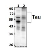 Anti-Tau (V229) Antibody from Bioworld Technology (BS1354) - Antibodies.com