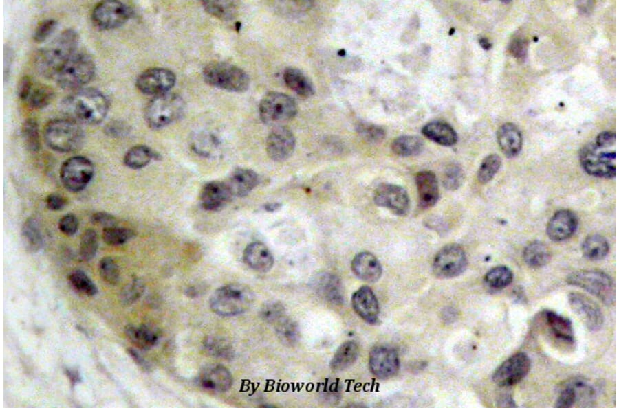 Anti-Tau (V229) Antibody from Bioworld Technology (BS1354) - Antibodies.com