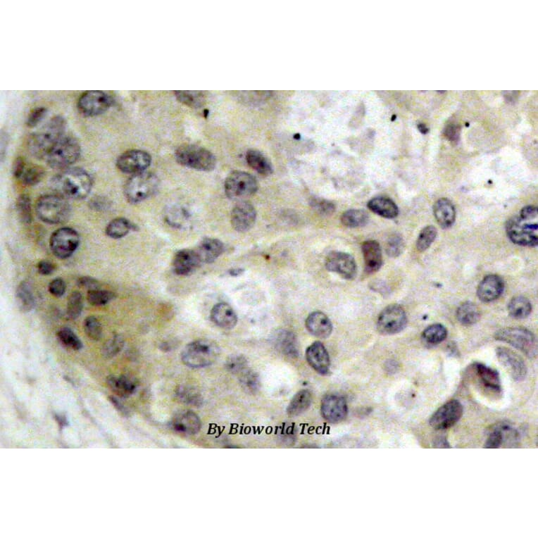 Anti-Tau (V229) Antibody from Bioworld Technology (BS1354) - Antibodies.com
