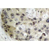 Anti-Tau (V229) Antibody from Bioworld Technology (BS1354) - Antibodies.com