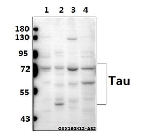 Anti-Tau (V256) Antibody from Bioworld Technology (BS1355) - Antibodies.com