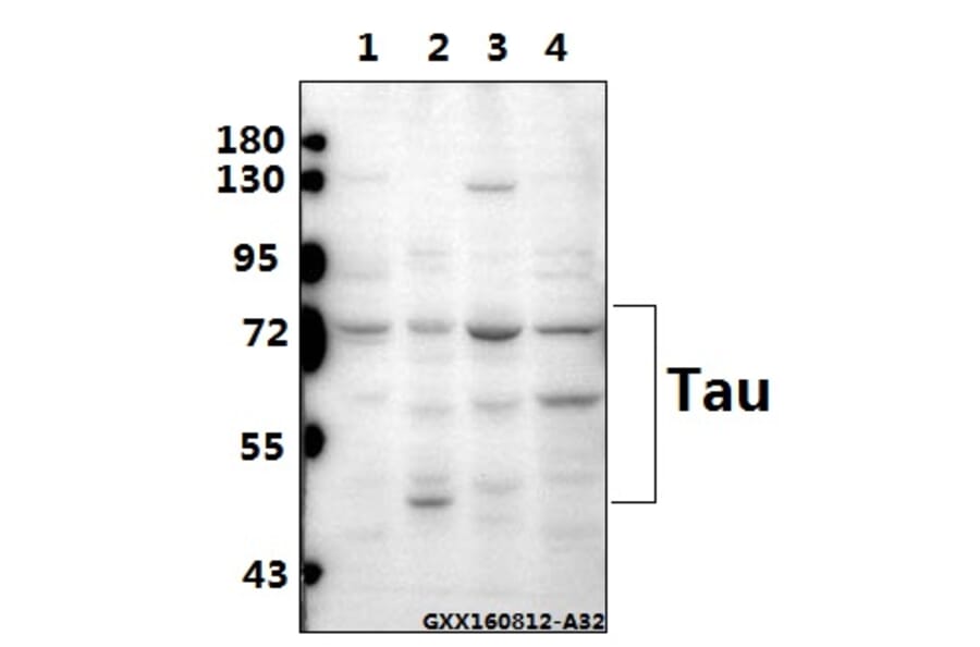 Anti-Tau (V256) Antibody from Bioworld Technology (BS1355) - Antibodies.com