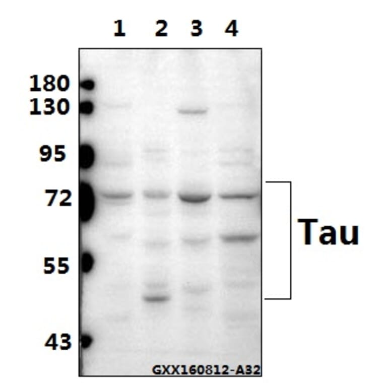 Anti-Tau (V256) Antibody from Bioworld Technology (BS1355) - Antibodies.com