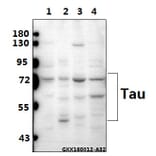 Anti-Tau (V256) Antibody from Bioworld Technology (BS1355) - Antibodies.com