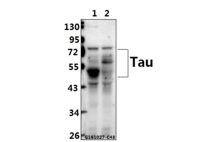 Anti-Tau (V256) Antibody from Bioworld Technology (BS1355) - Antibodies.com