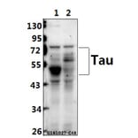 Anti-Tau (V256) Antibody from Bioworld Technology (BS1355) - Antibodies.com