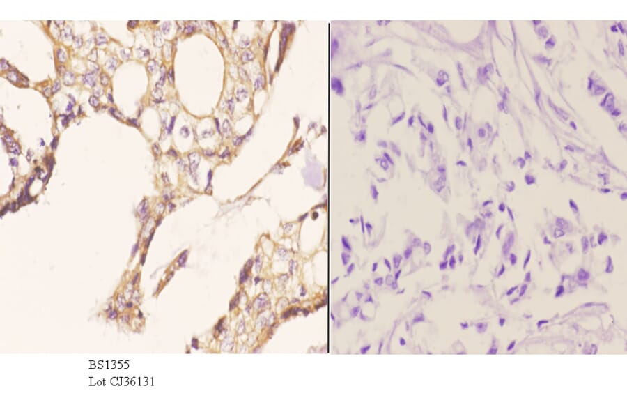 Anti-Tau (V256) Antibody from Bioworld Technology (BS1355) - Antibodies.com