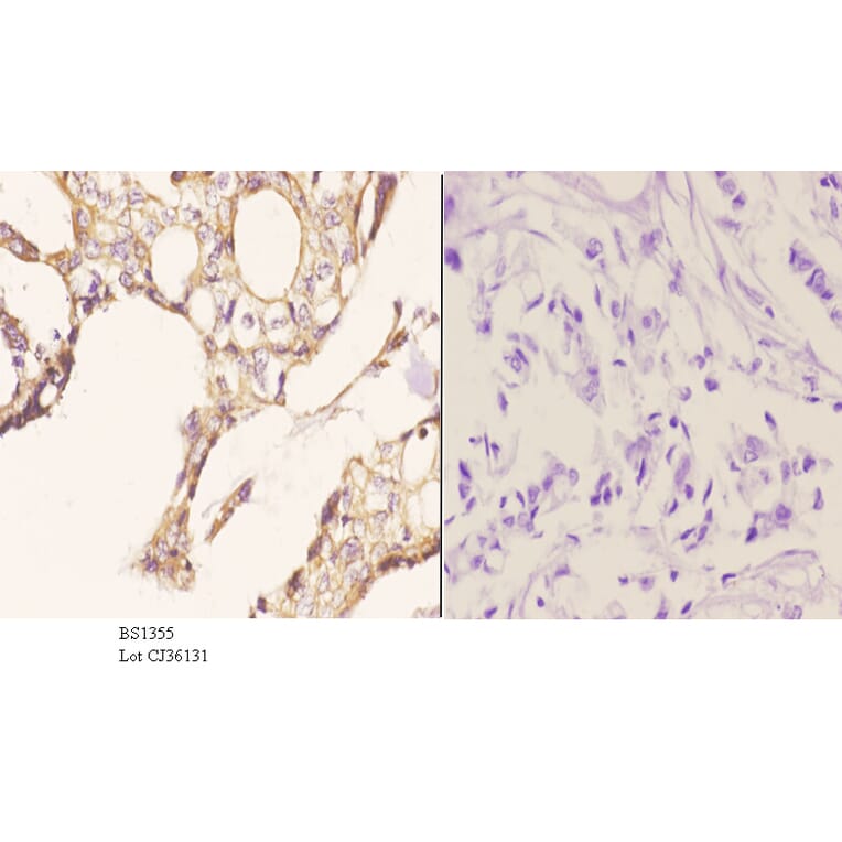 Anti-Tau (V256) Antibody from Bioworld Technology (BS1355) - Antibodies.com