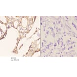 Anti-Tau (V256) Antibody from Bioworld Technology (BS1355) - Antibodies.com