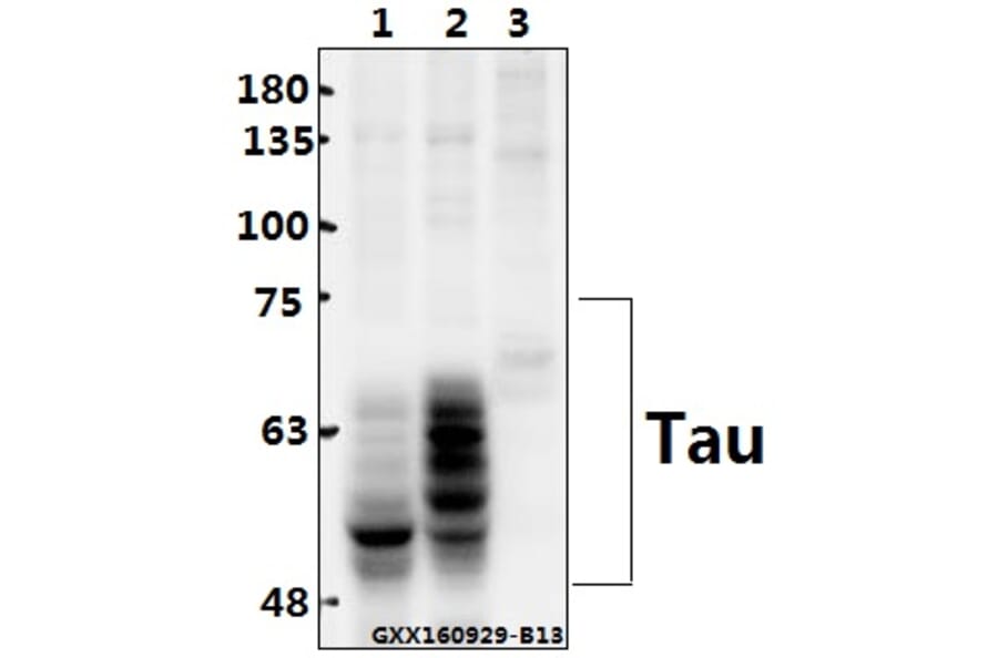Anti-Tau (V350) Antibody from Bioworld Technology (BS1356) - Antibodies.com