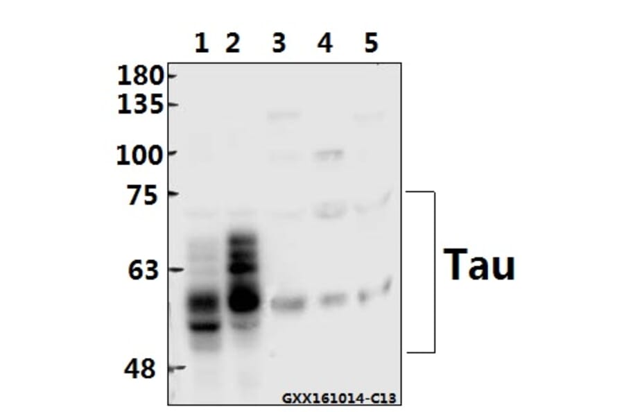 Anti-Tau (A390) Antibody from Bioworld Technology (BS1357) - Antibodies.com