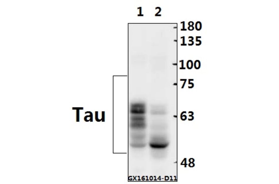 Anti-Tau (V398) Antibody from Bioworld Technology (BS1358) - Antibodies.com