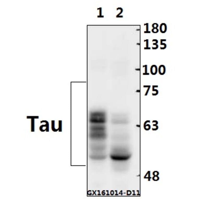 Anti-Tau (V398) Antibody from Bioworld Technology (BS1358) - Antibodies.com