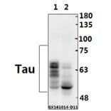 Anti-Tau (V398) Antibody from Bioworld Technology (BS1358) - Antibodies.com