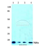 Anti-TGFα (R139) Antibody from Bioworld Technology (BS1359) - Antibodies.com