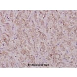 Anti-TGFα (R139) Antibody from Bioworld Technology (BS1359) - Antibodies.com