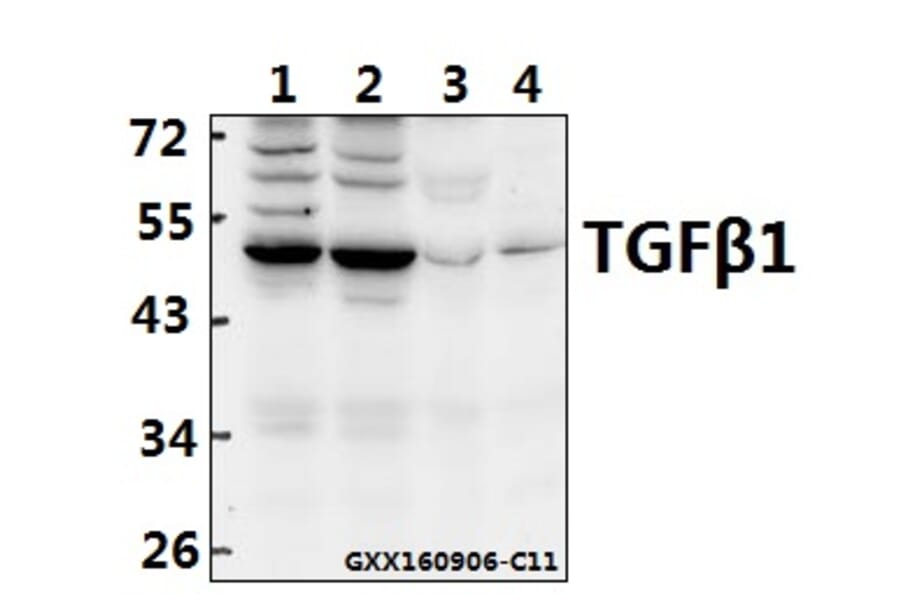 Anti-TGFβ1 (Y369) Antibody from Bioworld Technology (BS1361) - Antibodies.com