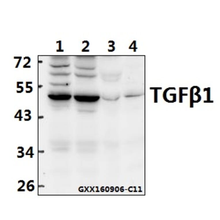 Anti-TGFβ1 (Y369) Antibody from Bioworld Technology (BS1361) - Antibodies.com