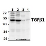 Anti-TGFβ1 (Y369) Antibody from Bioworld Technology (BS1361) - Antibodies.com