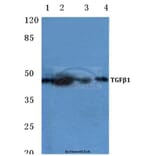 Anti-TGFβ1 (Y369) Antibody from Bioworld Technology (BS1361) - Antibodies.com