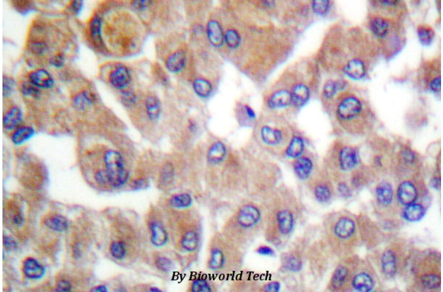 Anti-TGFβ1 (Y369) Antibody from Bioworld Technology (BS1361) - Antibodies.com