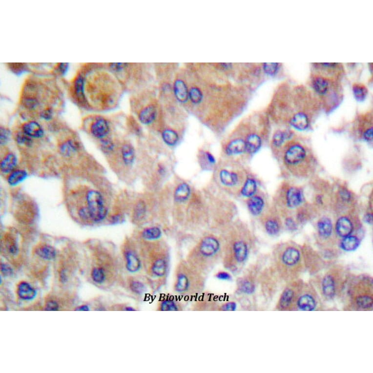 Anti-TGFβ1 (Y369) Antibody from Bioworld Technology (BS1361) - Antibodies.com