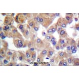 Anti-TGFβ1 (Y369) Antibody from Bioworld Technology (BS1361) - Antibodies.com