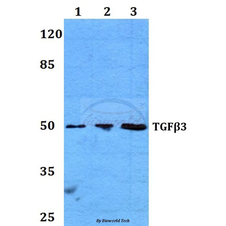 Anti-TGF β3 (G292) Antibody from Bioworld Technology (BS1363) - Antibodies.com