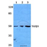 Anti-TGF β3 (G292) Antibody from Bioworld Technology (BS1363) - Antibodies.com